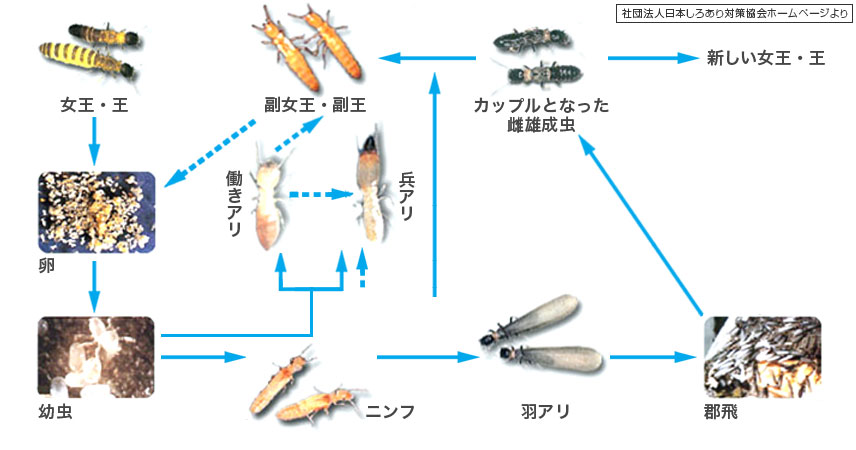 シロアリの生態